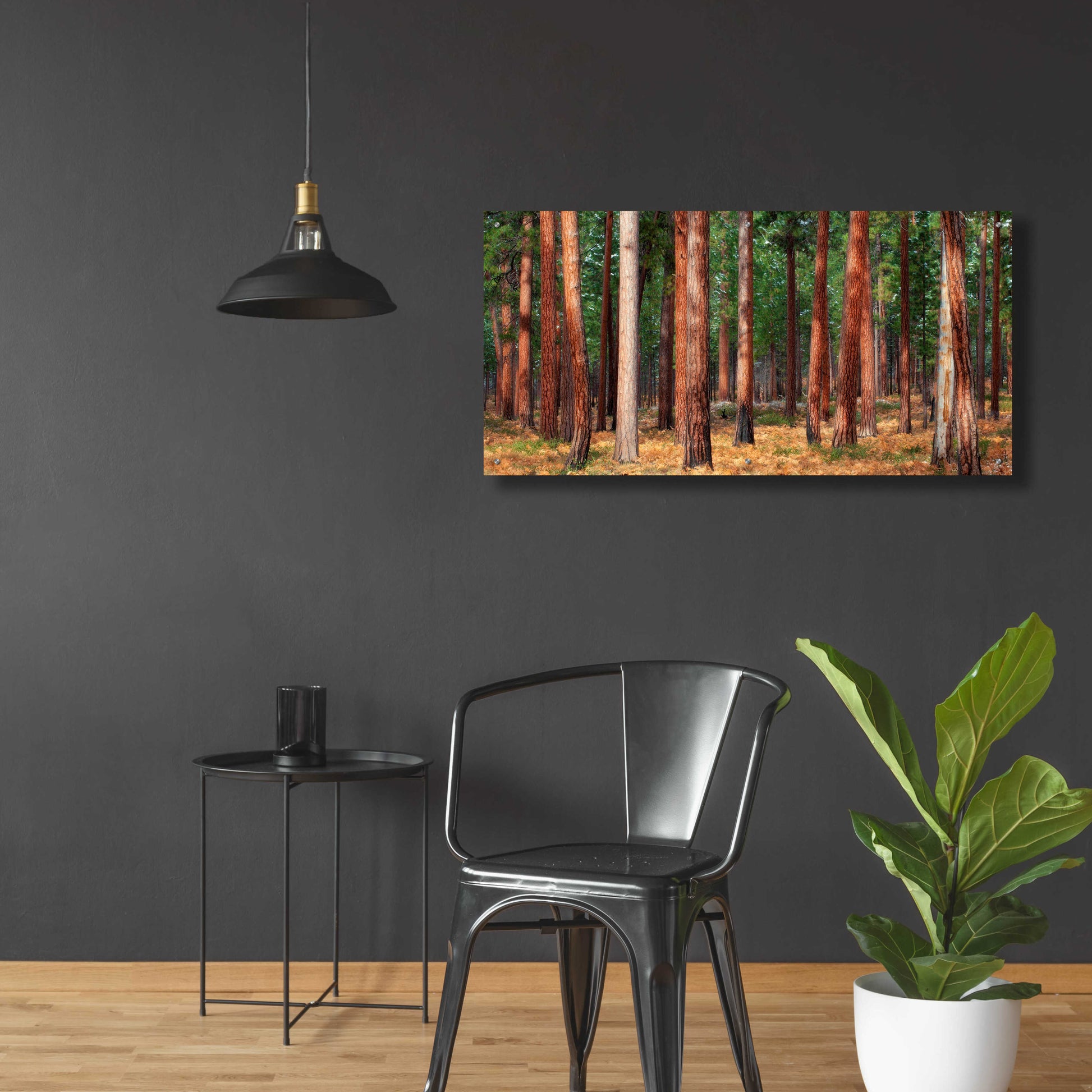 Epic Art 'Ponderosa Trunks' by Thomas Haney, Acrylic Glass Wall Art,48x24