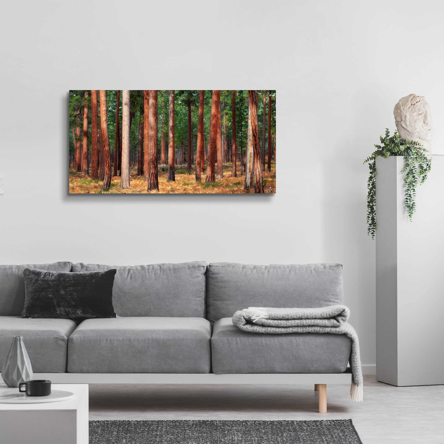 Epic Art 'Ponderosa Trunks' by Thomas Haney, Acrylic Glass Wall Art,48x24