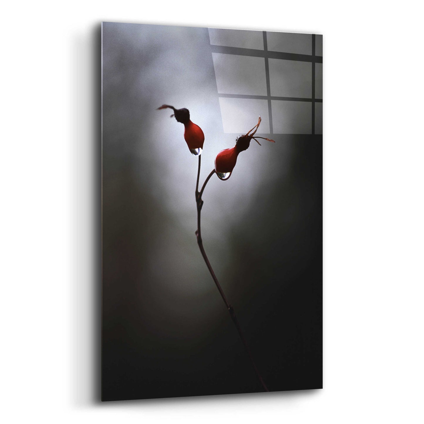 Epic Art 'Rose Hips' by Thomas Haney, Acrylic Glass Wall Art,12x16