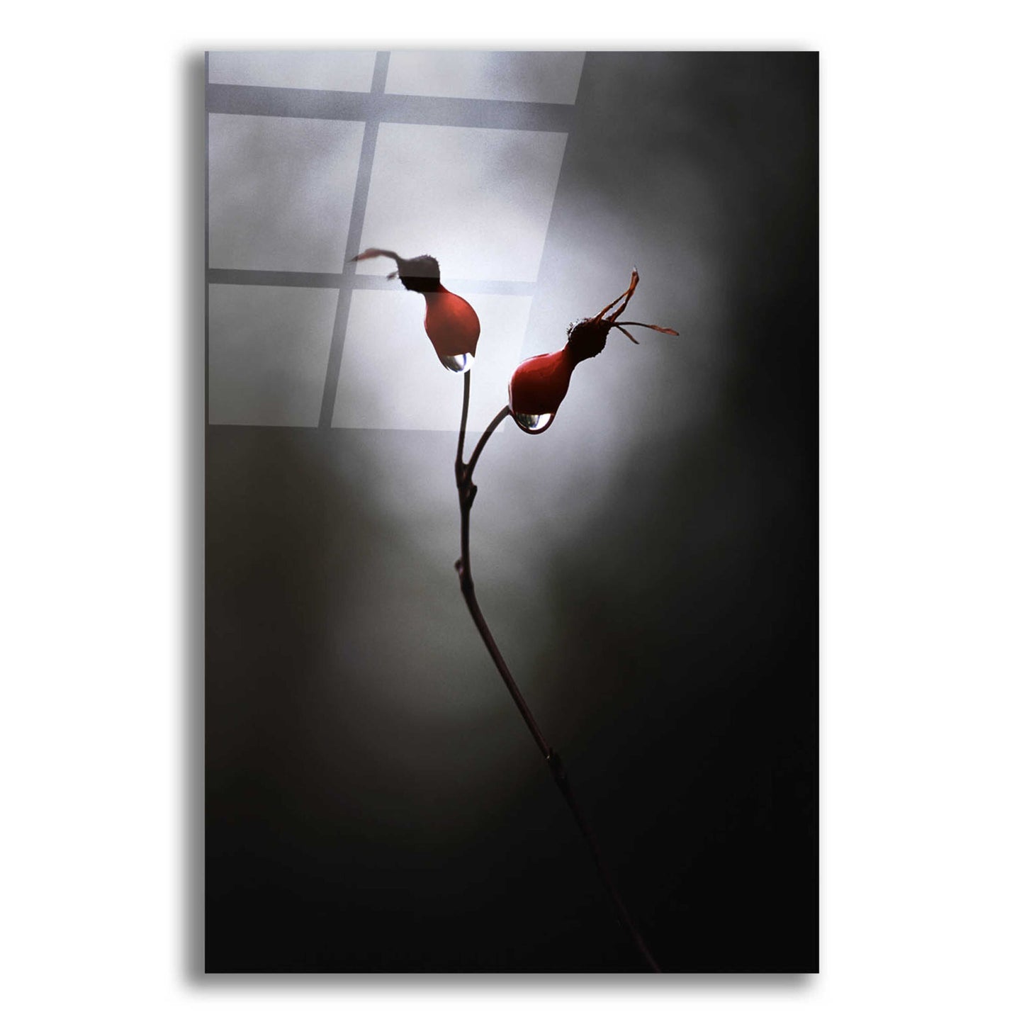 Epic Art 'Rose Hips' by Thomas Haney, Acrylic Glass Wall Art,12x16