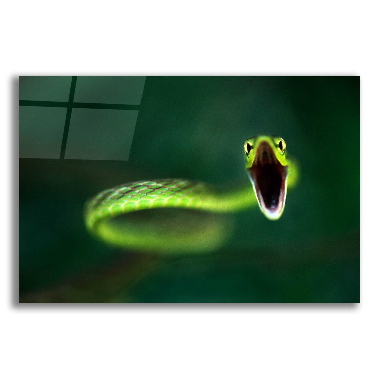 Epic Art 'Vine Snake' by Thomas Haney, Acrylic Glass Wall Art,24x16