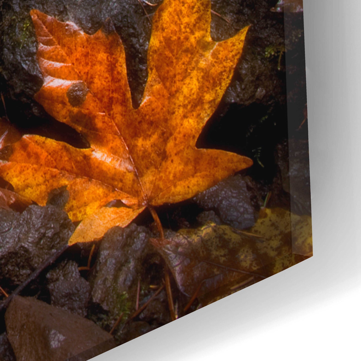 Epic Art 'Waterfall Maple Leaves' by Thomas Haney, Acrylic Glass Wall Art,16x24