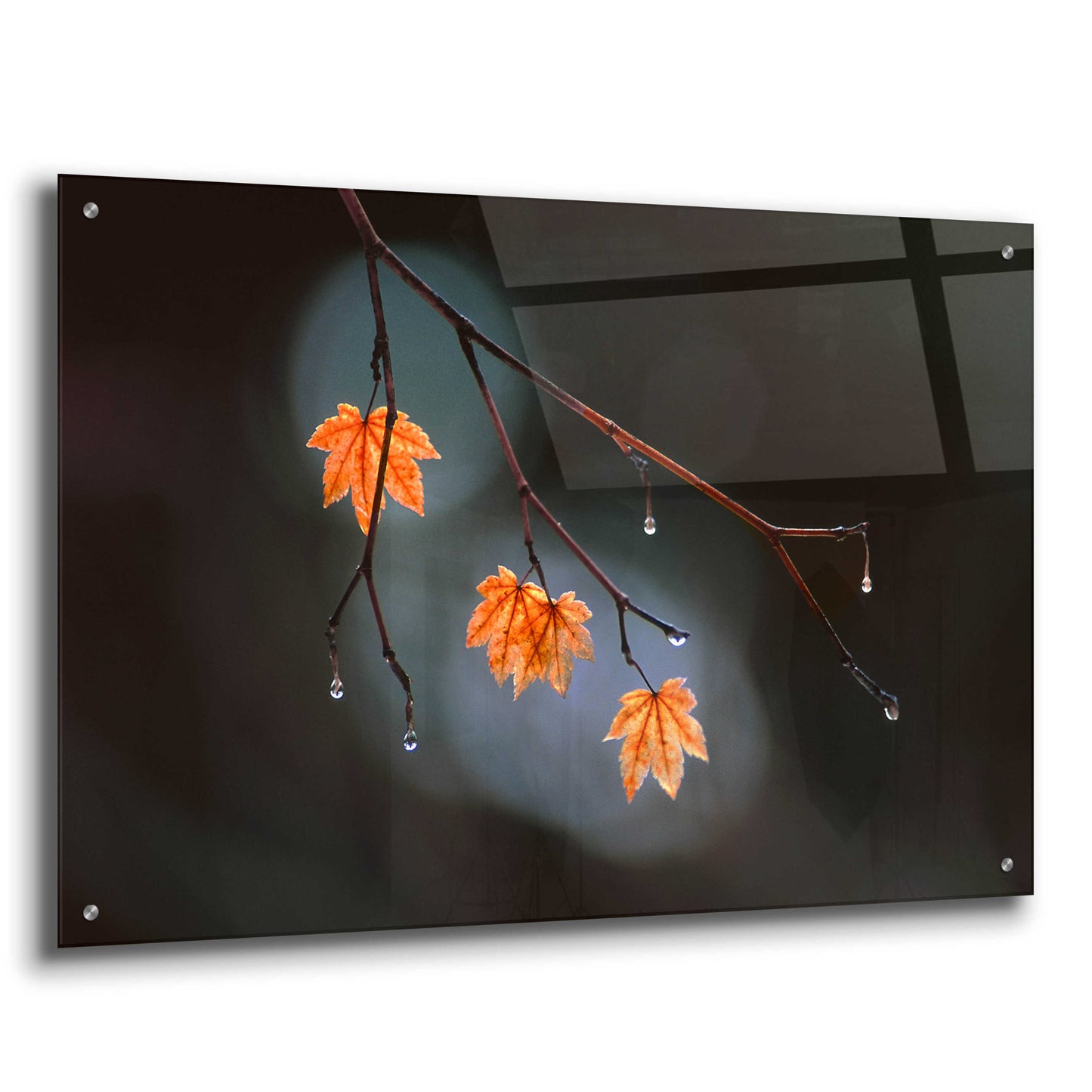 Epic Art 'Wet Fall' by Thomas Haney, Acrylic Glass Wall Art,36x24