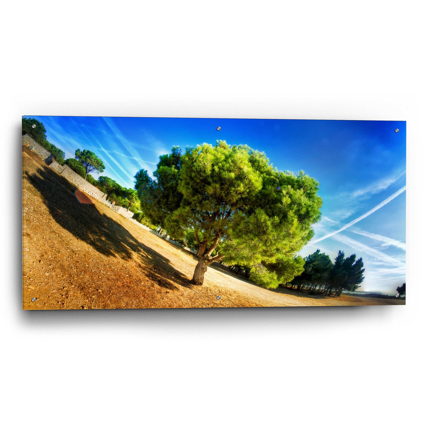 Epic Art 'Summer Tree' by Sebastien Lory, Acrylic Glass Wall Art,48x24