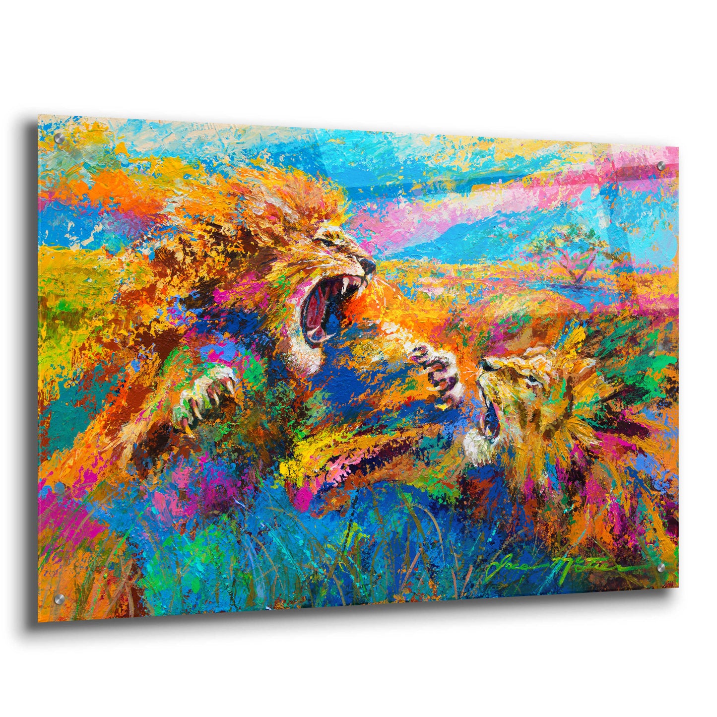 Epic Art 'Pride Fight in the Savanna African Lions' by Jace D McTier, Acrylic Glass Wall Art,36x24