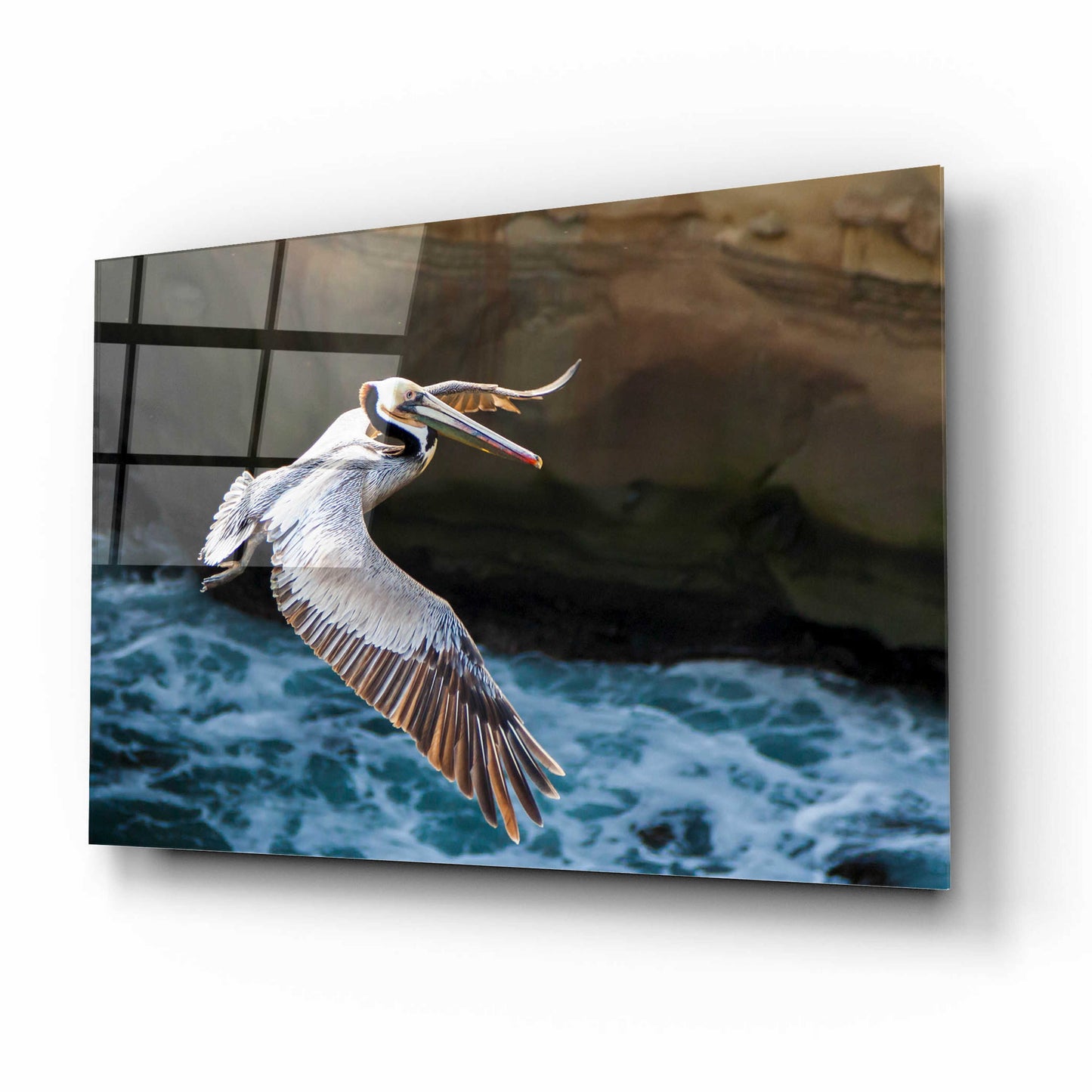 Epic Art 'Pelican Flight' by Chris Moyer, Acrylic Glass Wall Art,16x12