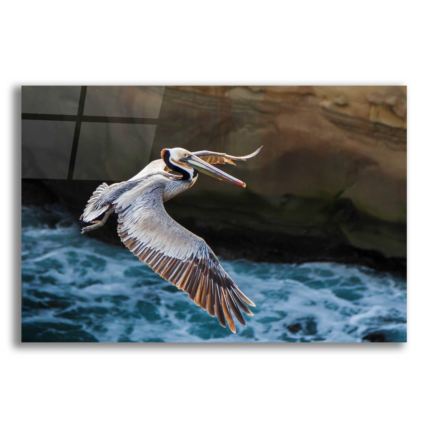 Epic Art 'Pelican Flight' by Chris Moyer, Acrylic Glass Wall Art,16x12