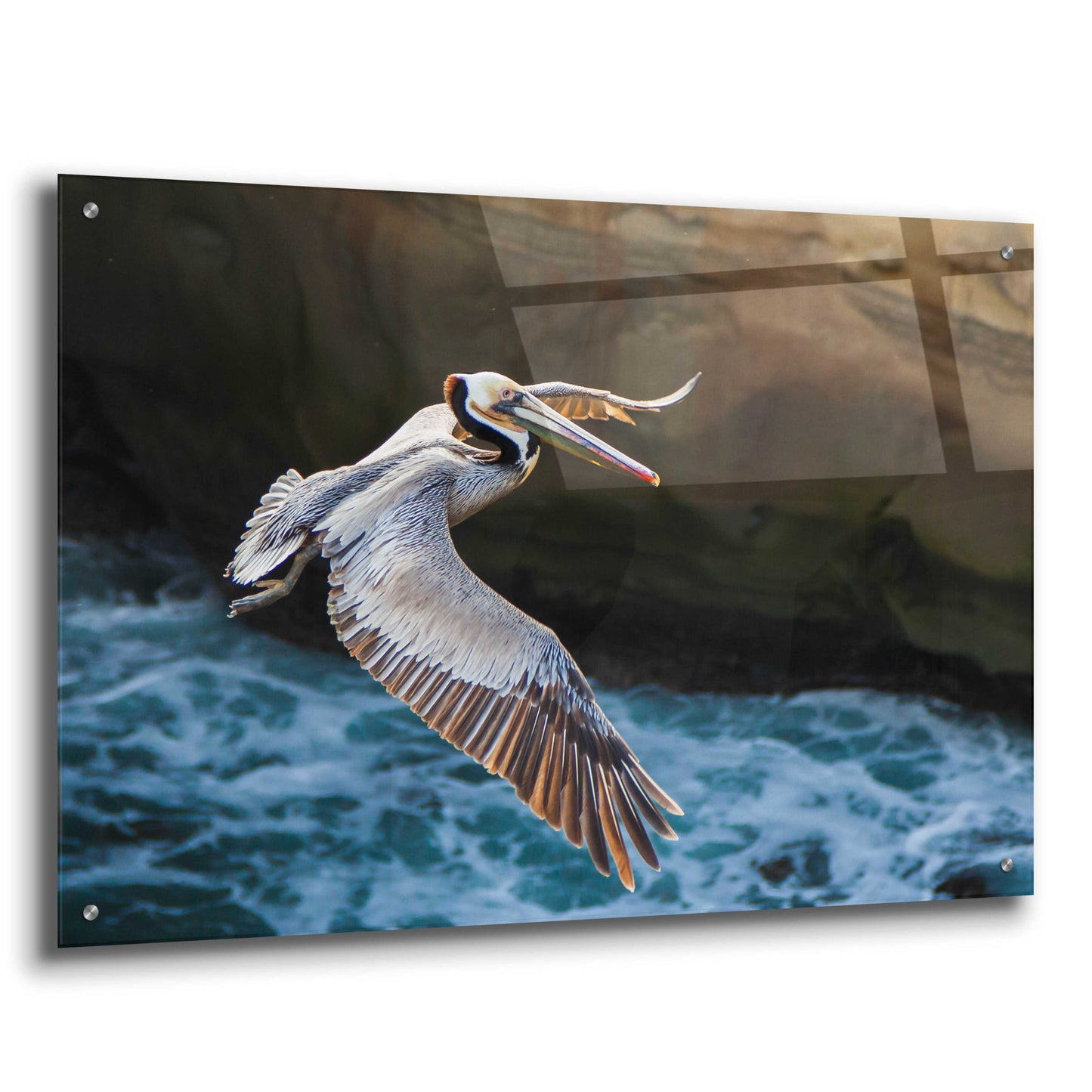 Epic Art 'Pelican Flight' by Chris Moyer, Acrylic Glass Wall Art,36x24