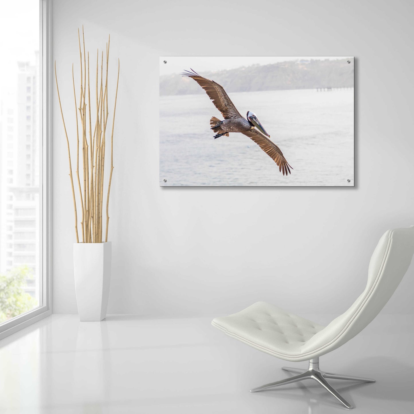 Epic Art 'Pelican Spread' by Chris Moyer, Acrylic Glass Wall Art,36x24