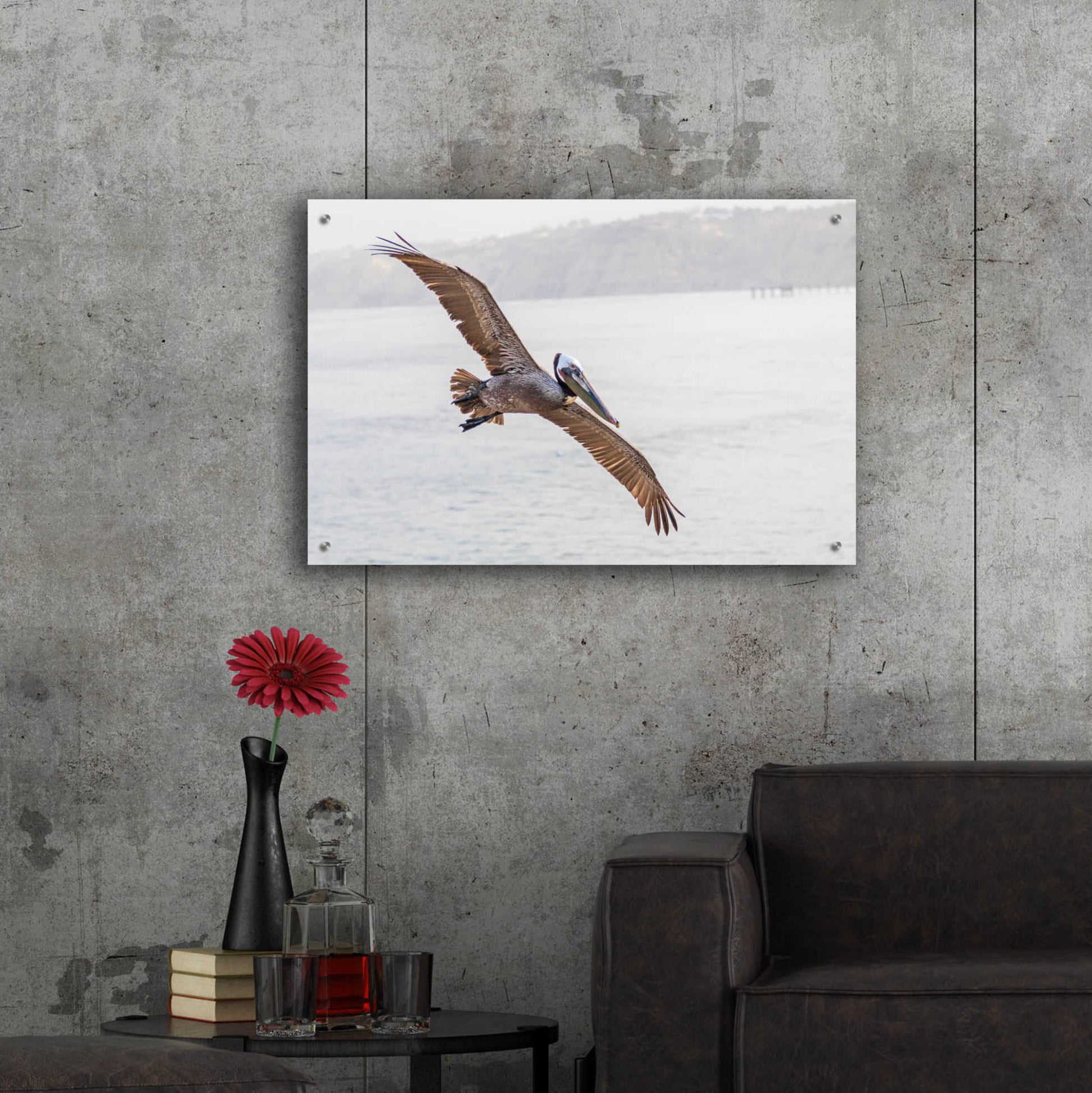 Epic Art 'Pelican Spread' by Chris Moyer, Acrylic Glass Wall Art,36x24