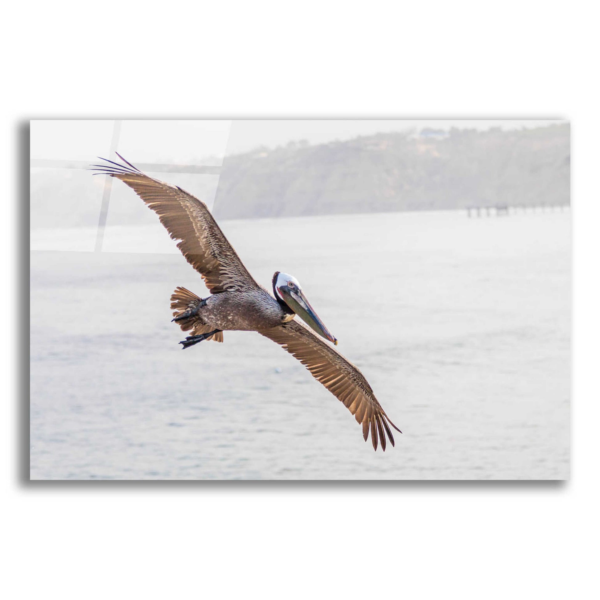 Epic Art 'Pelican Spread' by Chris Moyer, Acrylic Glass Wall Art