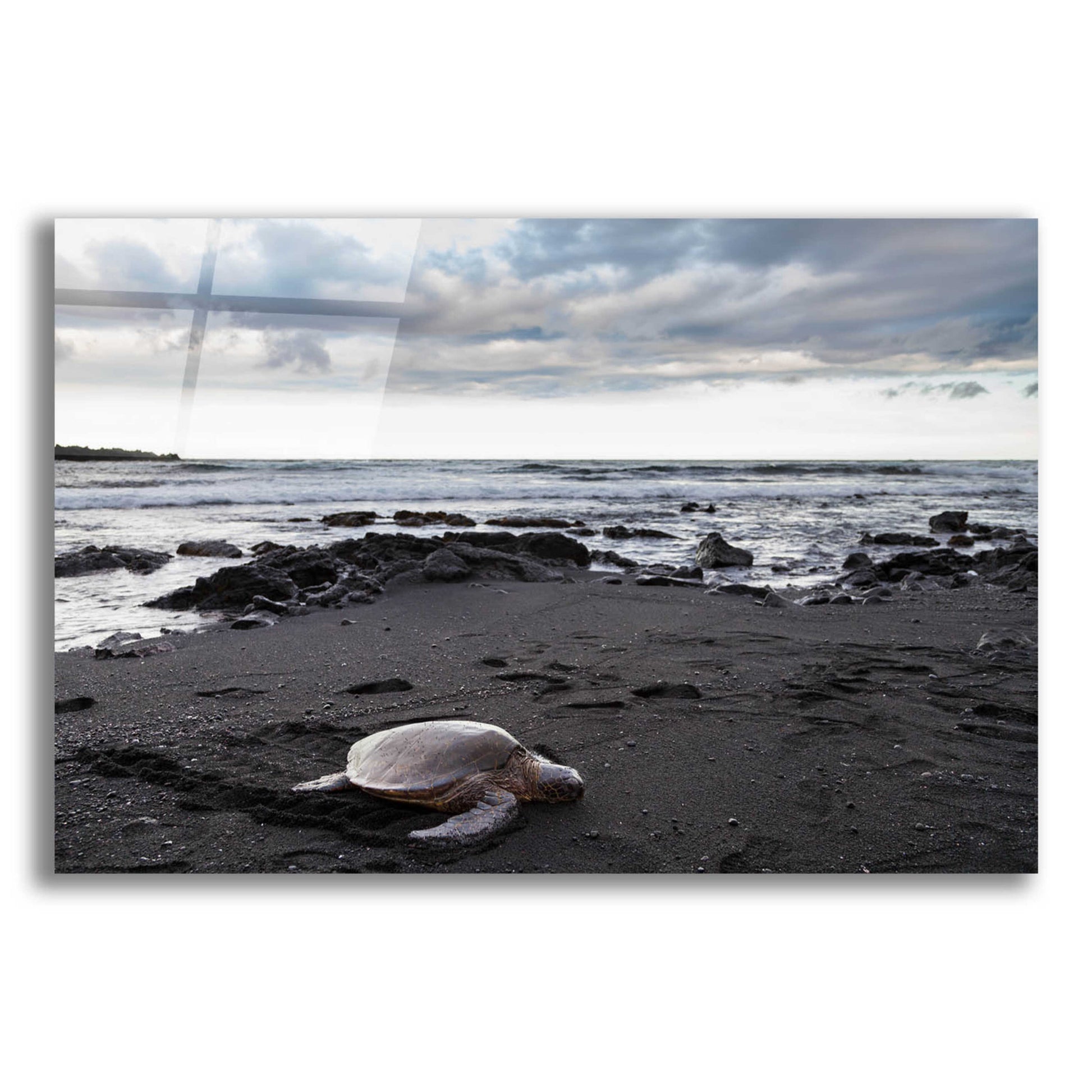 Epic Art 'Black Sand Honu' by Chris Moyer, Acrylic Glass Wall Art,24x16