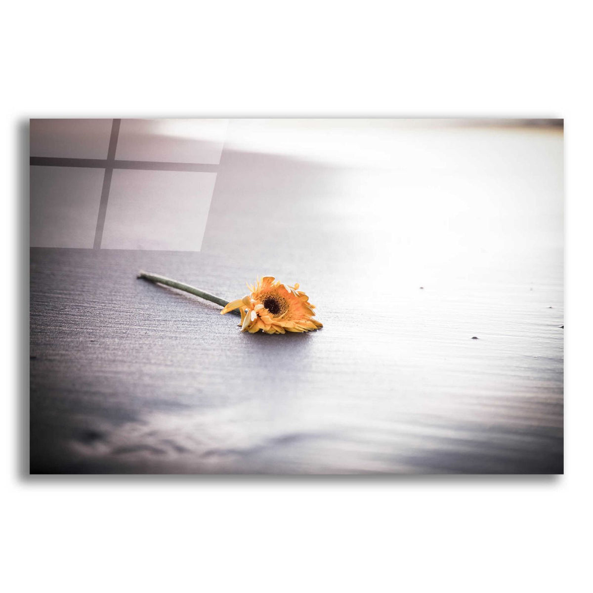 Even Daisies Have Bad Days by Chris Moyer acrylic glass wall art