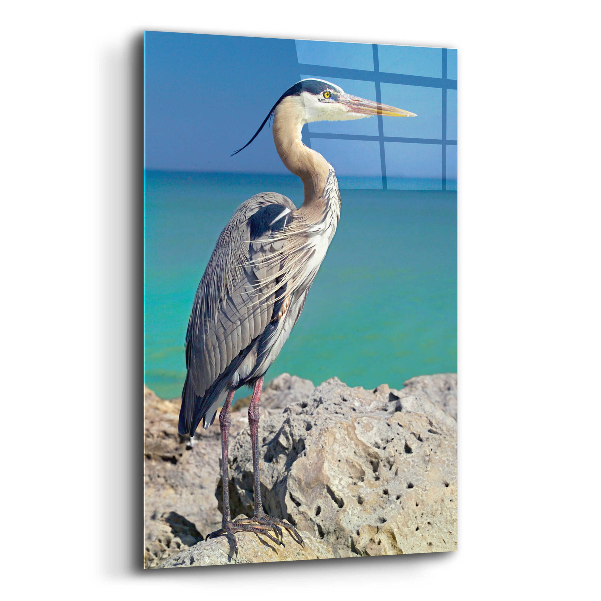 Epic Art 'Blue Heron' by Mike Jones, Acrylic Glass Wall Art,12x16