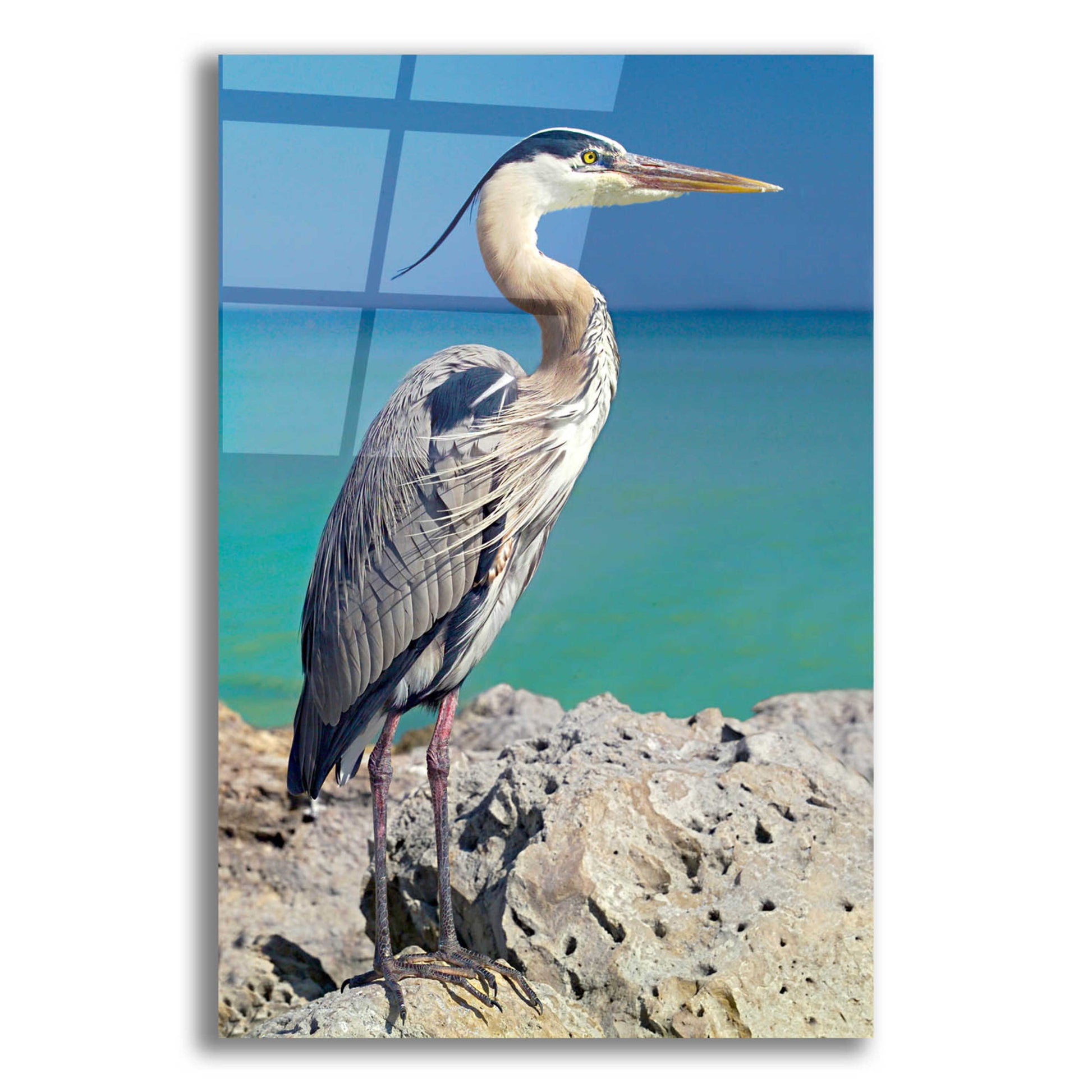 Epic Art 'Blue Heron' by Mike Jones, Acrylic Glass Wall Art,12x16