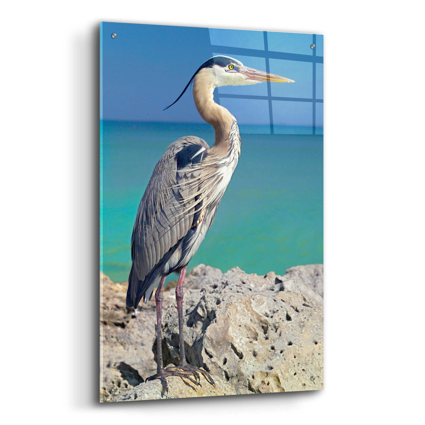 Epic Art 'Blue Heron' by Mike Jones, Acrylic Glass Wall Art,24x36