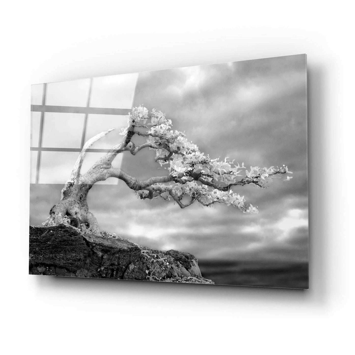 Epic Art 'Bonzai' by Mike Jones, Acrylic Glass Wall Art,24x16