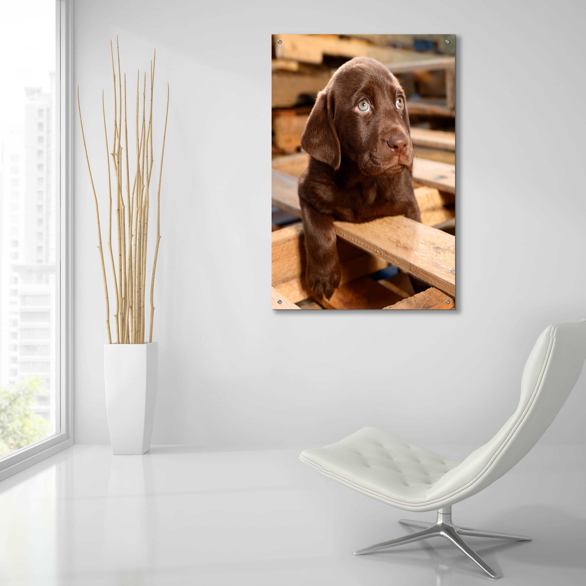 Epic Art 'Bryce Puppy' by Mike Jones, Acrylic Glass Wall Art,24x36