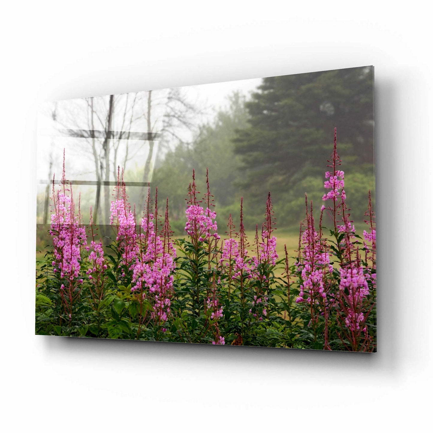 Epic Art 'Campobello Lupine' by Mike Jones, Acrylic Glass Wall Art,16x12