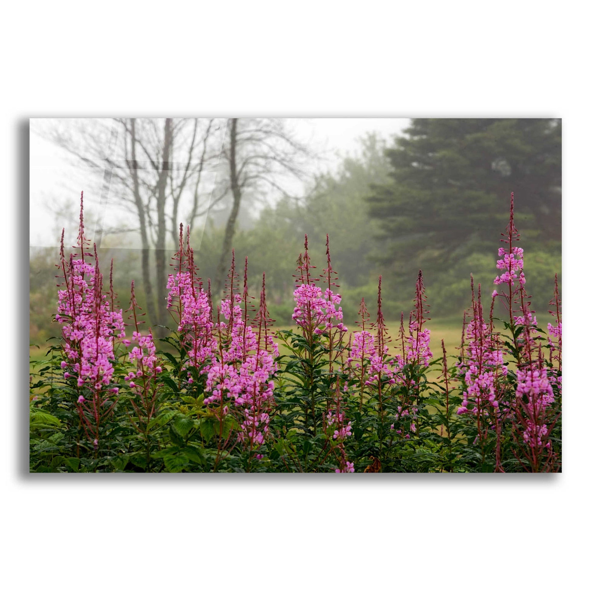 Epic Art 'Campobello Lupine' by Mike Jones, Acrylic Glass Wall Art,16x12