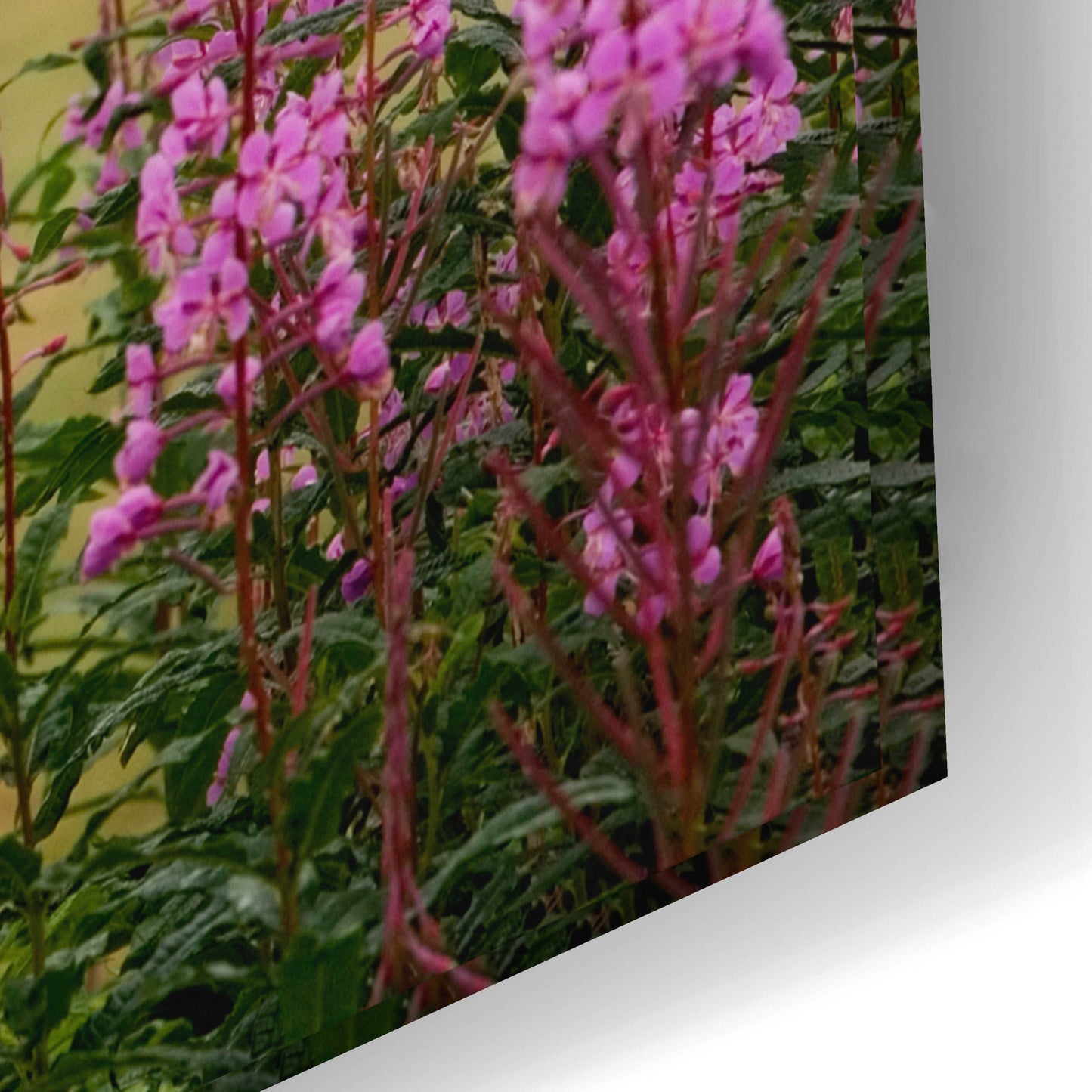 Epic Art 'Campobello Lupine' by Mike Jones, Acrylic Glass Wall Art,24x16