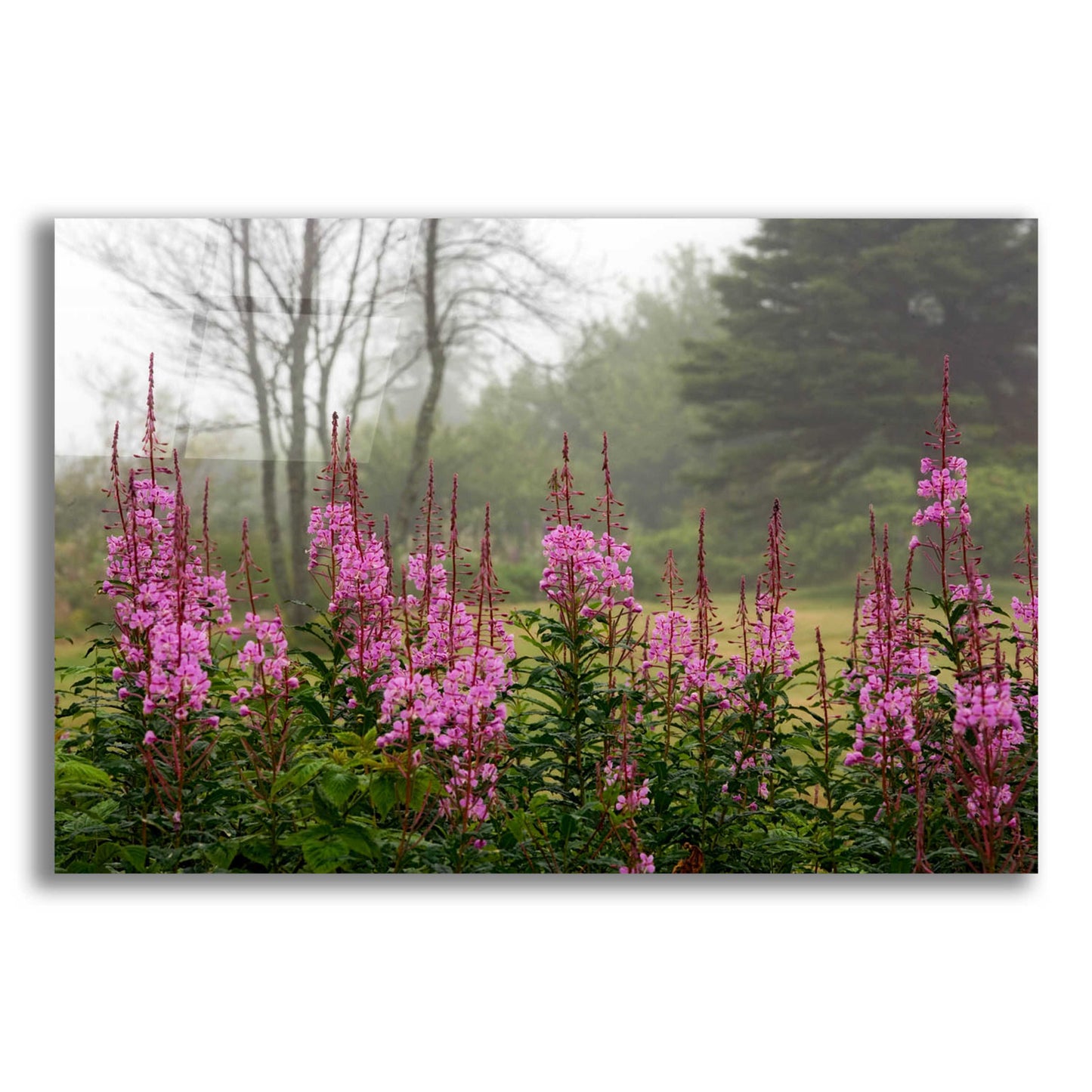 Epic Art 'Campobello Lupine' by Mike Jones, Acrylic Glass Wall Art,24x16