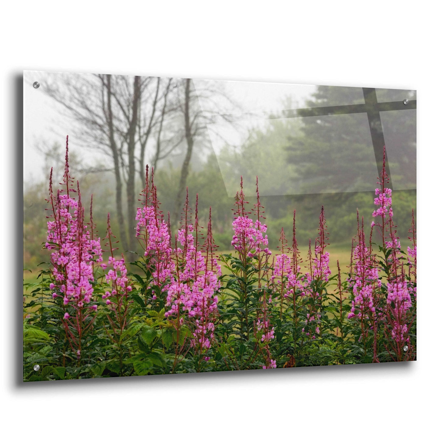 Epic Art 'Campobello Lupine' by Mike Jones, Acrylic Glass Wall Art,36x24