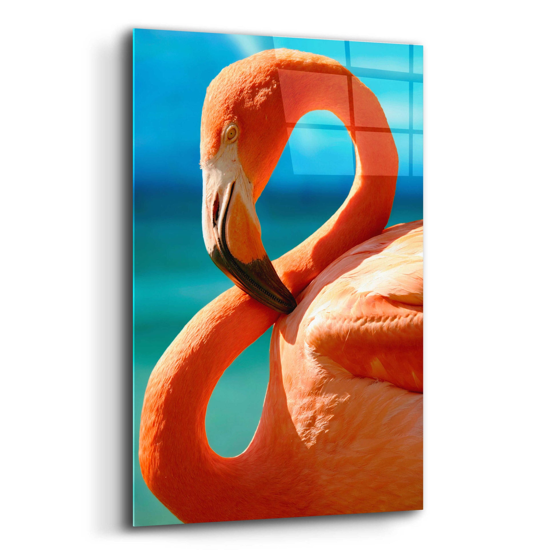 Epic Art 'Flamingo' by Mike Jones, Acrylic Glass Wall Art,12x16