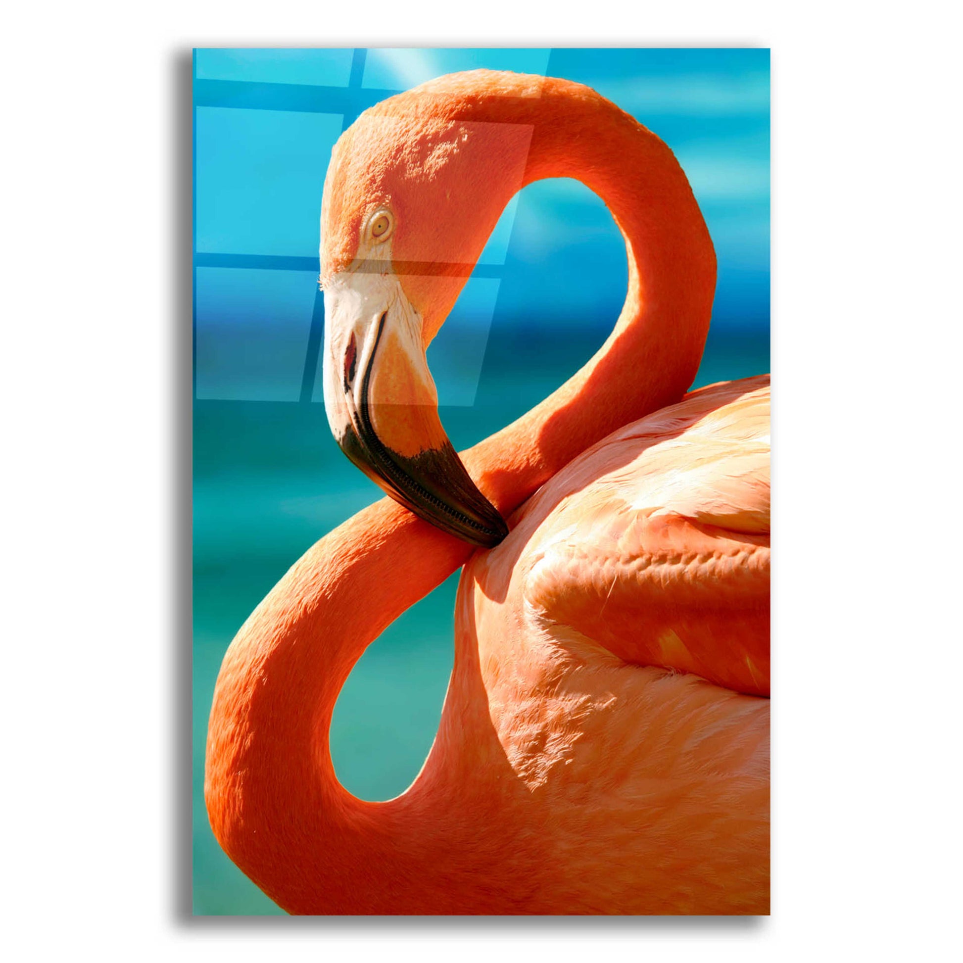 Epic Art 'Flamingo' by Mike Jones, Acrylic Glass Wall Art,12x16