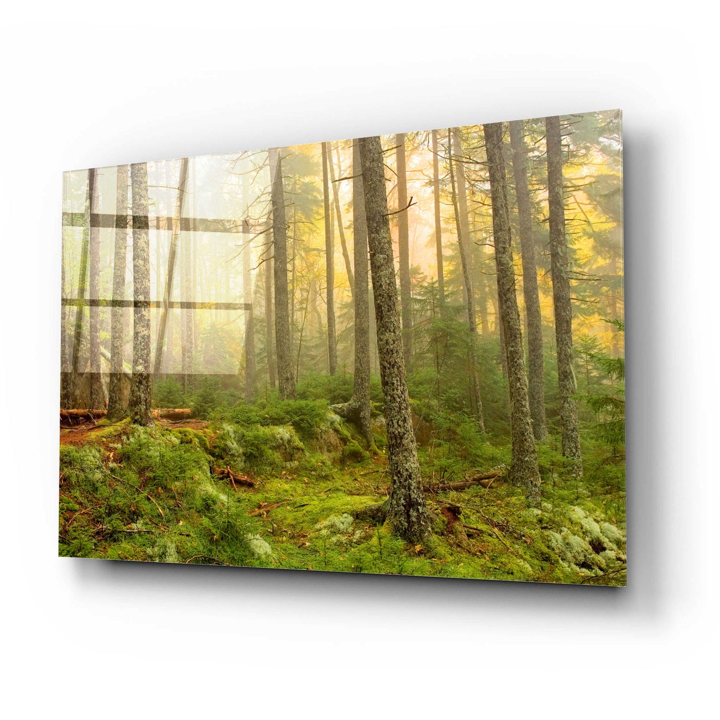 Epic Art 'Foggy Fire Woods' by Mike Jones, Acrylic Glass Wall Art,24x16