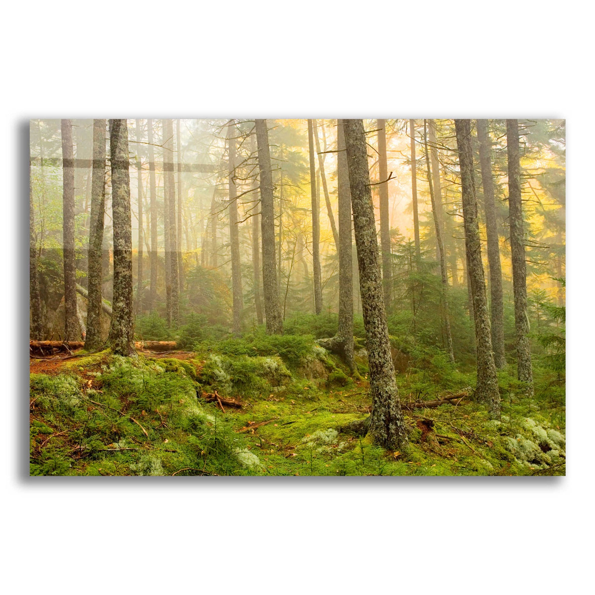 Epic Art 'Foggy Fire Woods' by Mike Jones, Acrylic Glass Wall Art,24x16