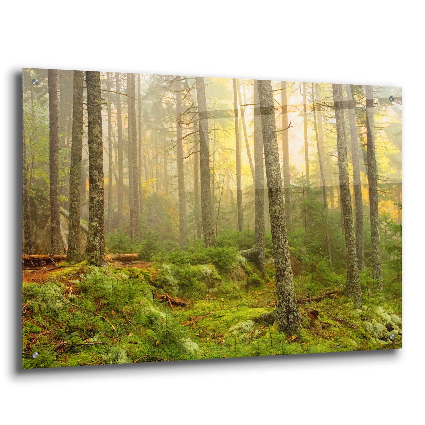 Epic Art 'Foggy Fire Woods' by Mike Jones, Acrylic Glass Wall Art,36x24