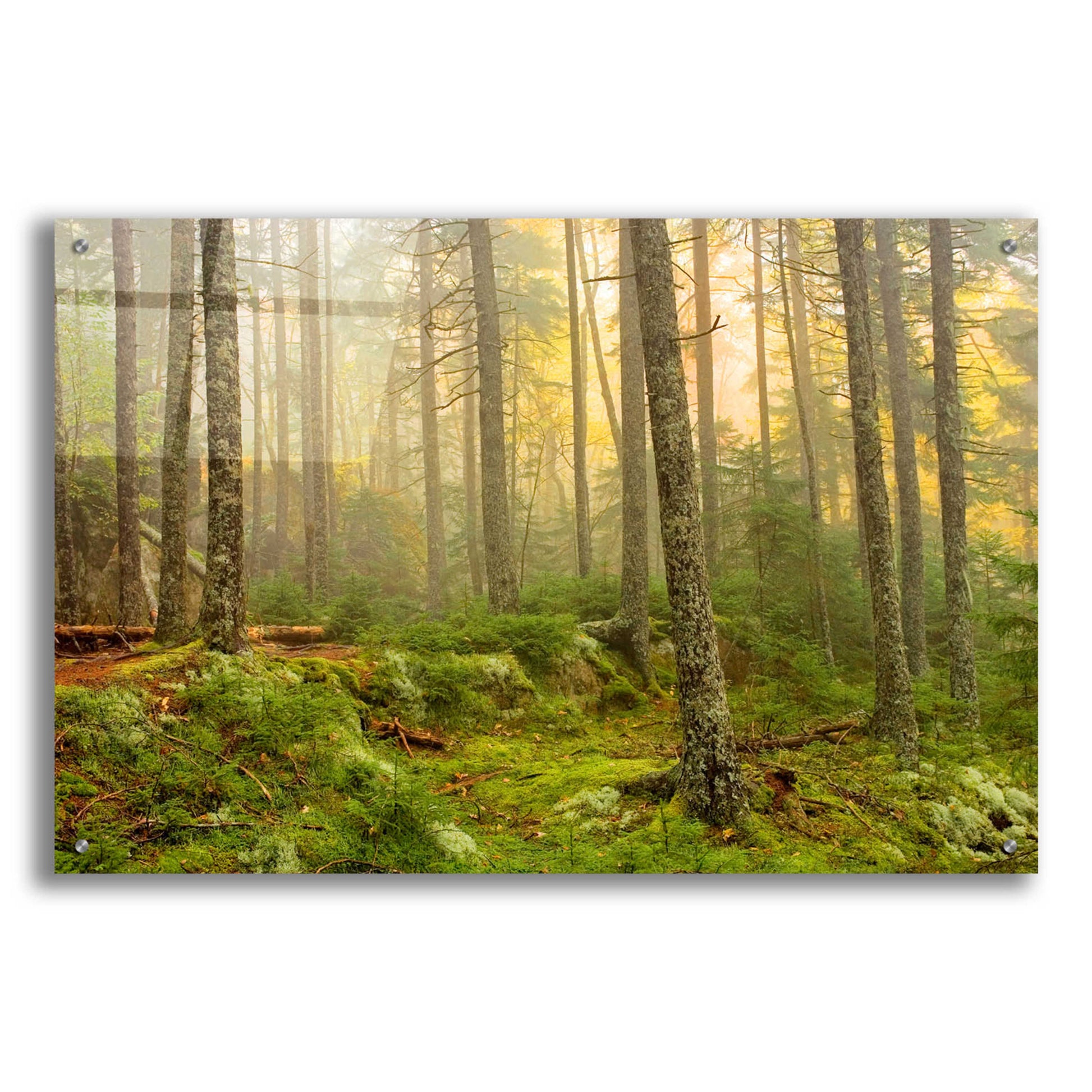 Epic Art 'Foggy Fire Woods' by Mike Jones, Acrylic Glass Wall Art,36x24