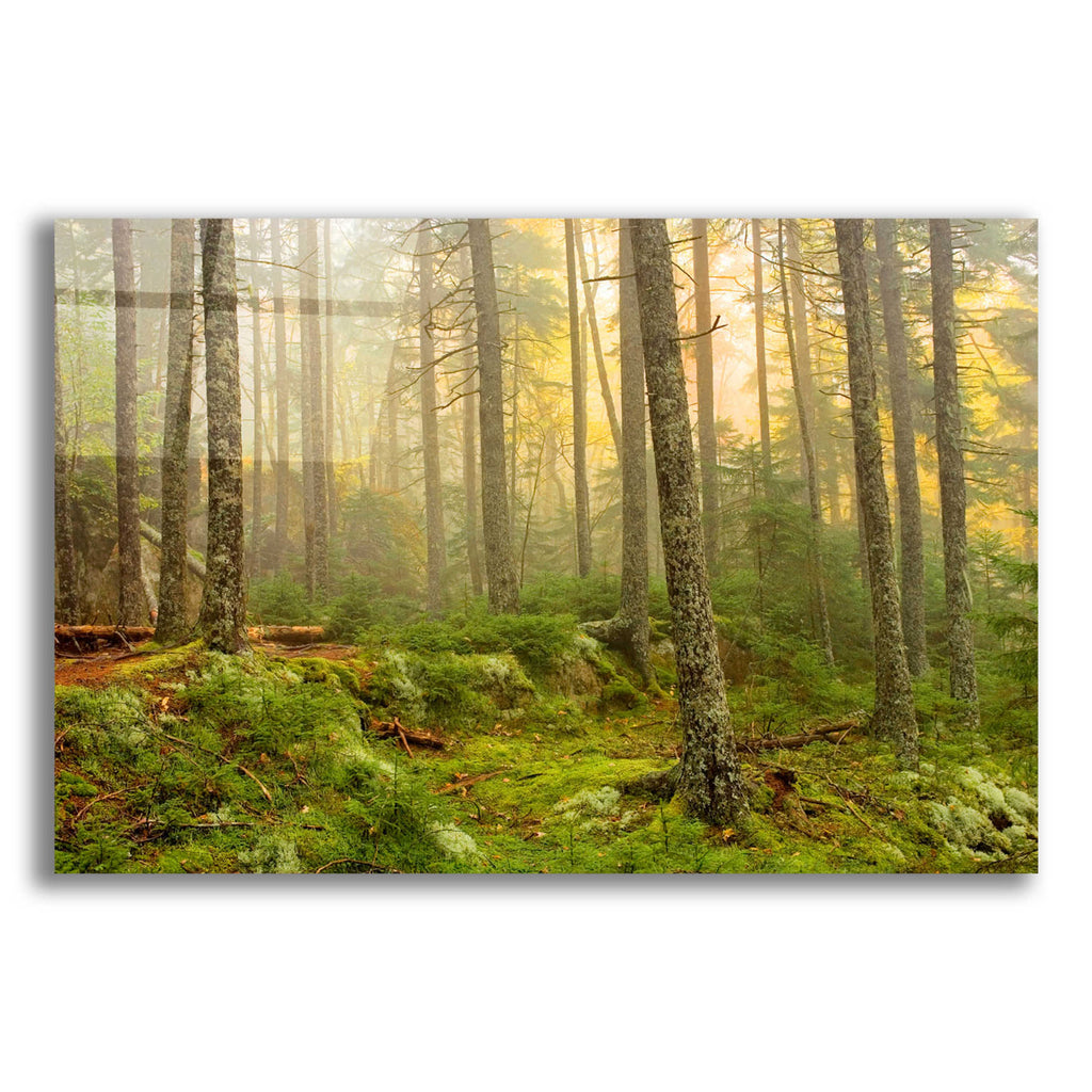 Epic Art 'Foggy Fire Woods' by Mike Jones, Acrylic Glass Wall Art