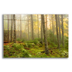 Epic Art 'Foggy Fire Woods' by Mike Jones, Acrylic Glass Wall Art