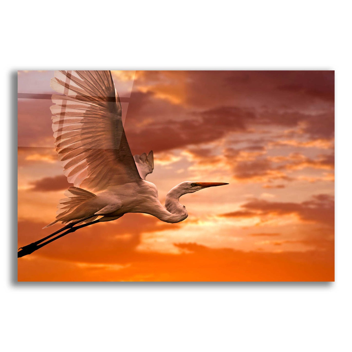 Epic Art 'Heron Sunset' by Mike Jones, Acrylic Glass Wall Art,16x12