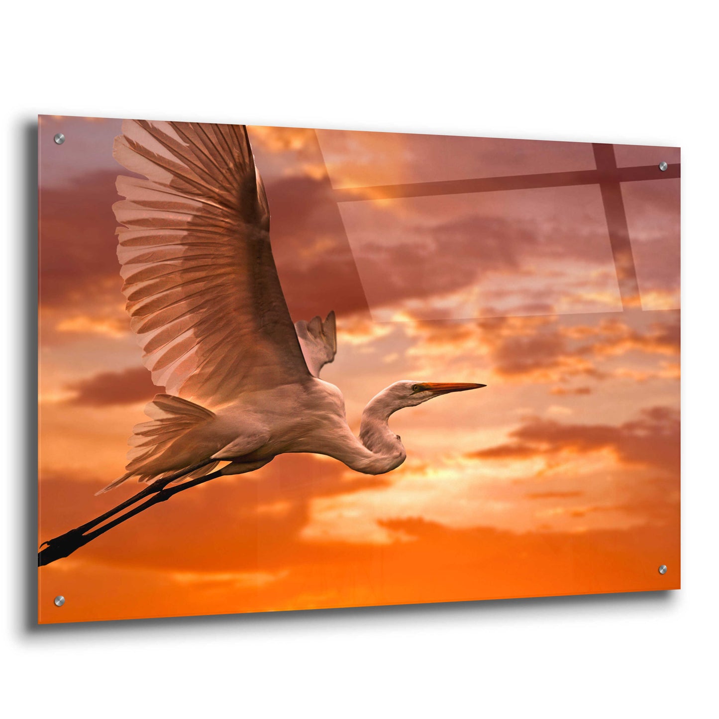 Epic Art 'Heron Sunset' by Mike Jones, Acrylic Glass Wall Art,36x24