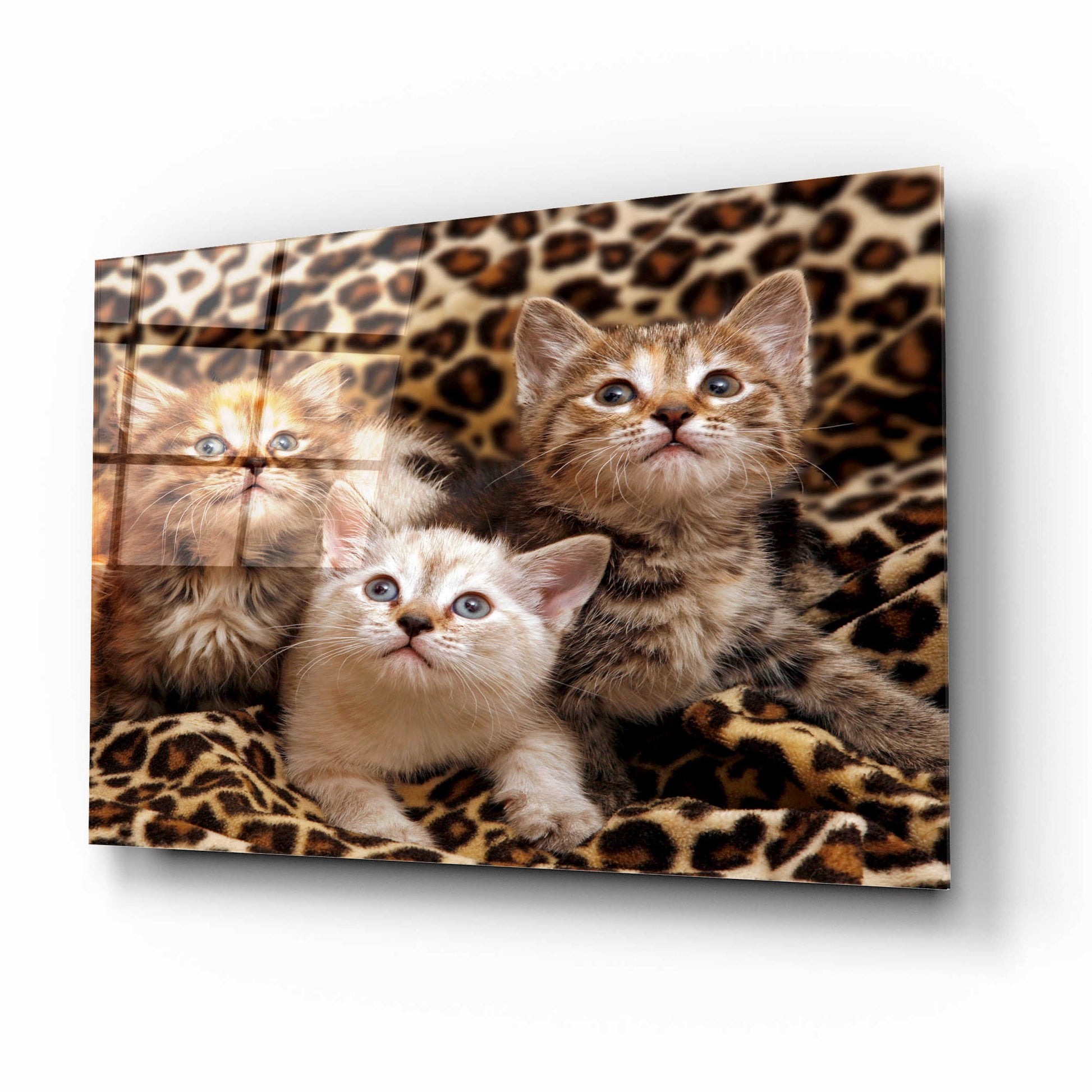 Epic Art 'Kittens' by Mike Jones, Acrylic Glass Wall Art,16x12