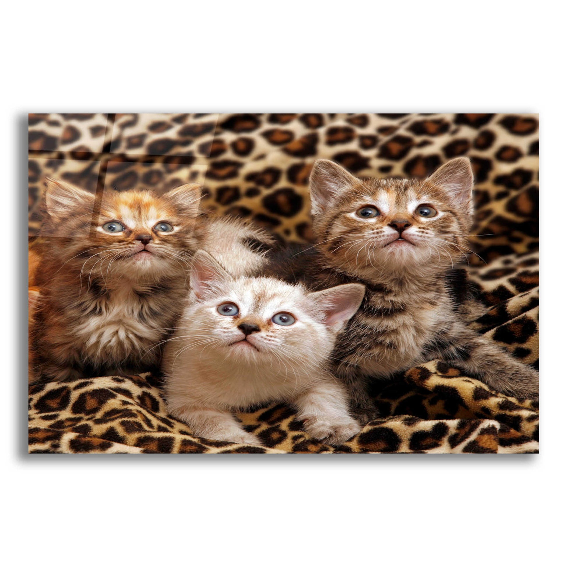 Epic Art 'Kittens' by Mike Jones, Acrylic Glass Wall Art,16x12