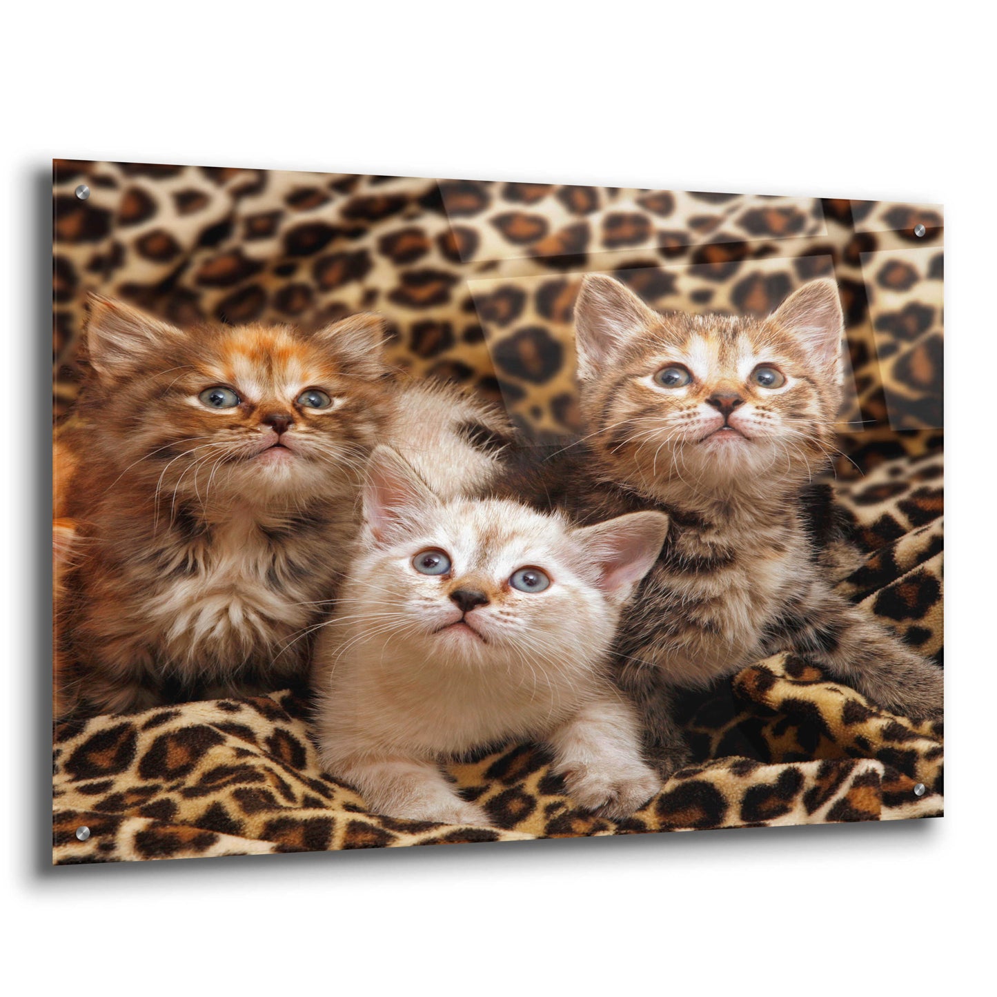 Epic Art 'Kittens' by Mike Jones, Acrylic Glass Wall Art,36x24