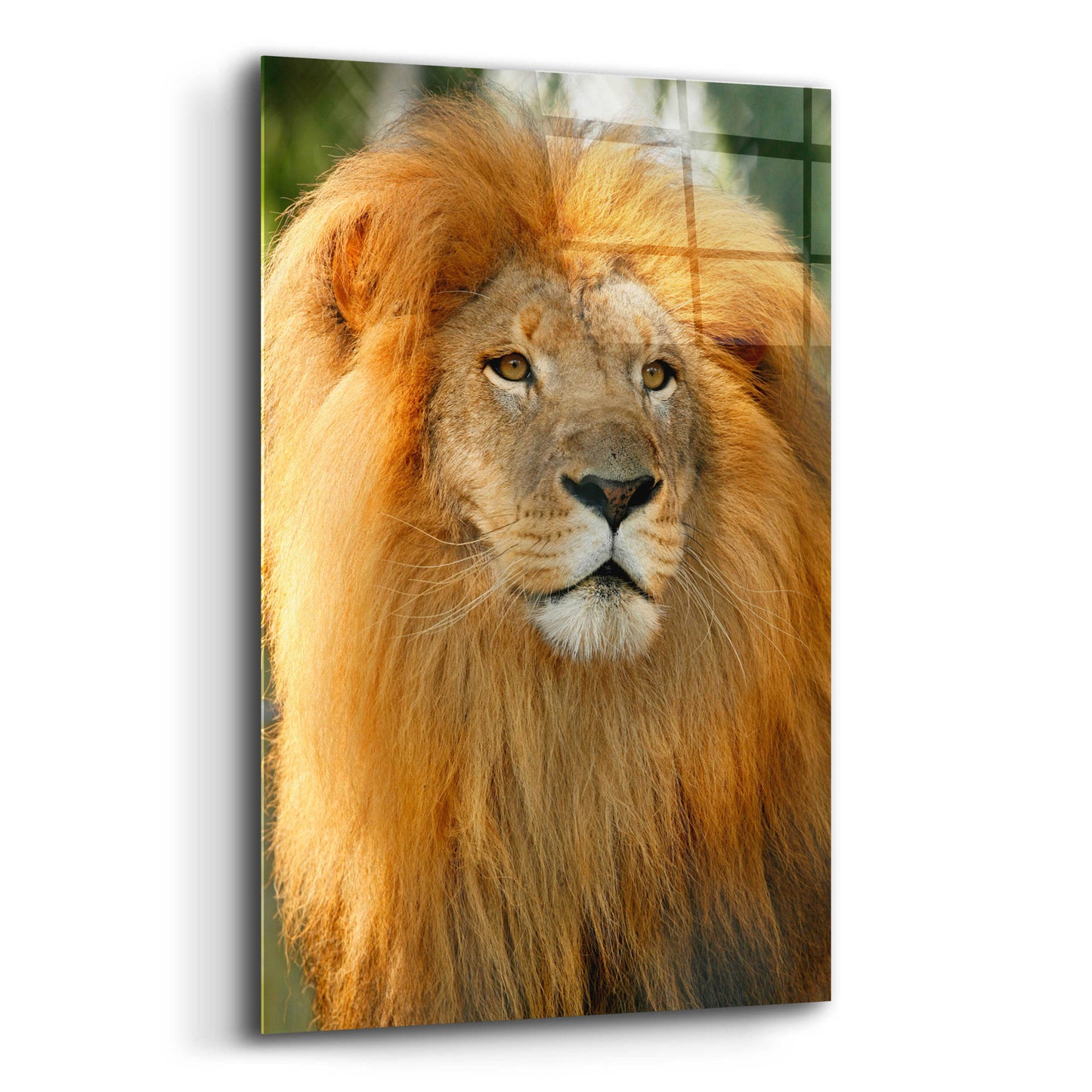 Epic Art 'Lion' by Mike Jones, Acrylic Glass Wall Art,12x16