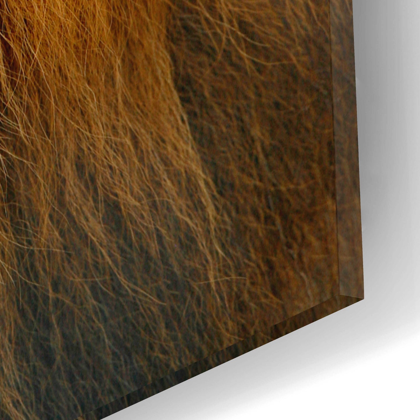 Epic Art 'Lion' by Mike Jones, Acrylic Glass Wall Art,12x16