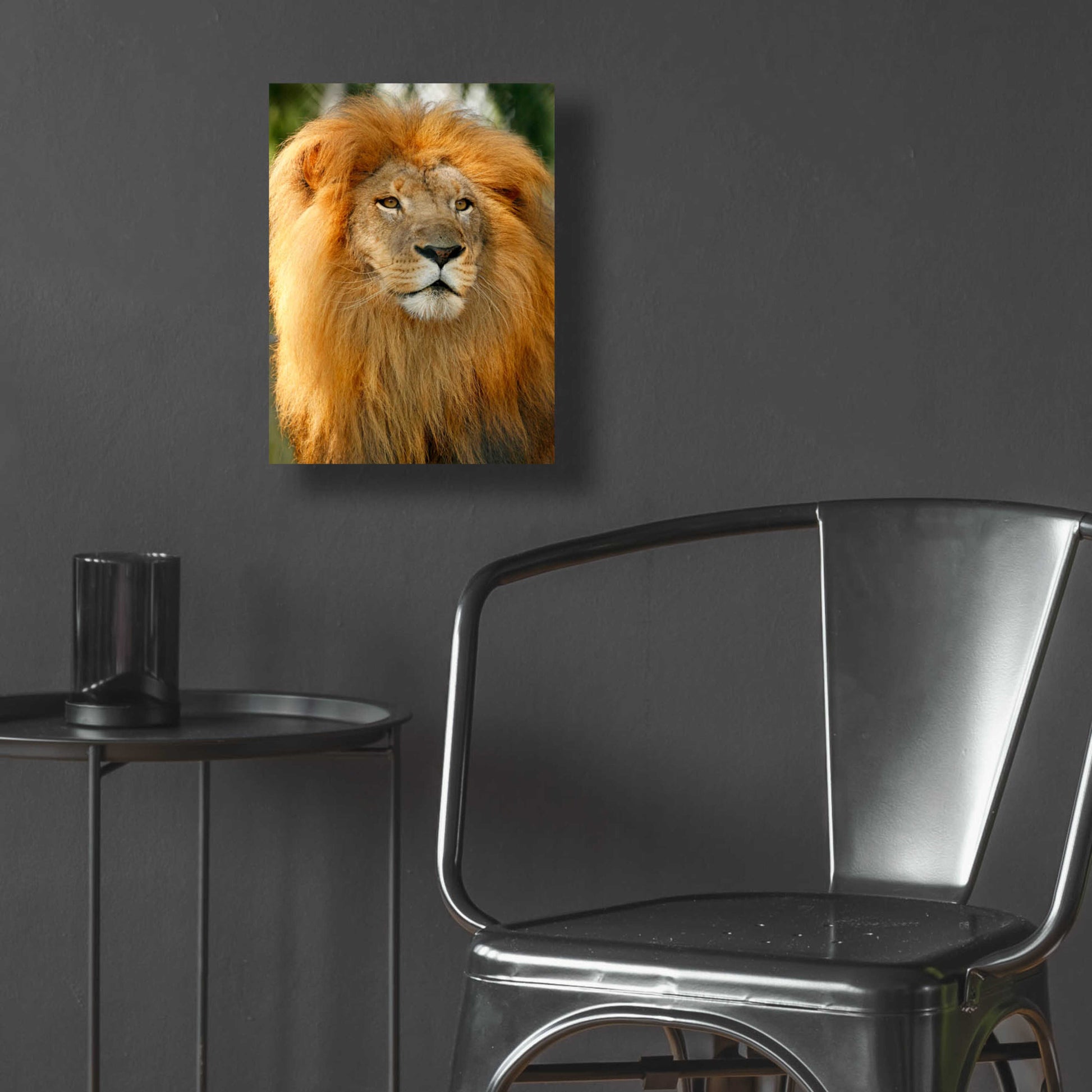 Epic Art 'Lion' by Mike Jones, Acrylic Glass Wall Art,12x16