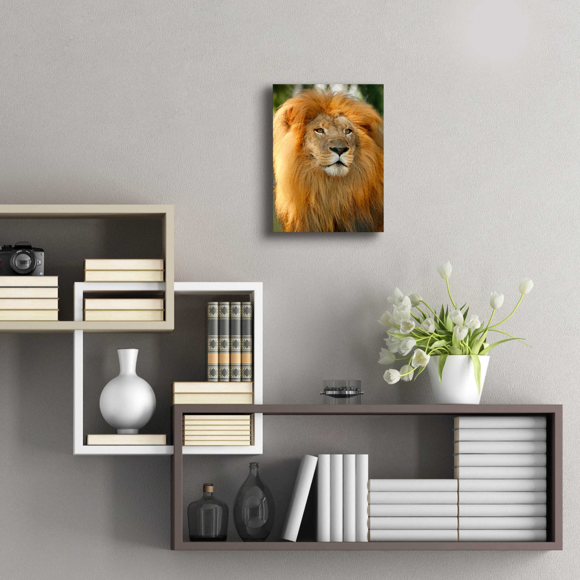 Epic Art 'Lion' by Mike Jones, Acrylic Glass Wall Art,12x16