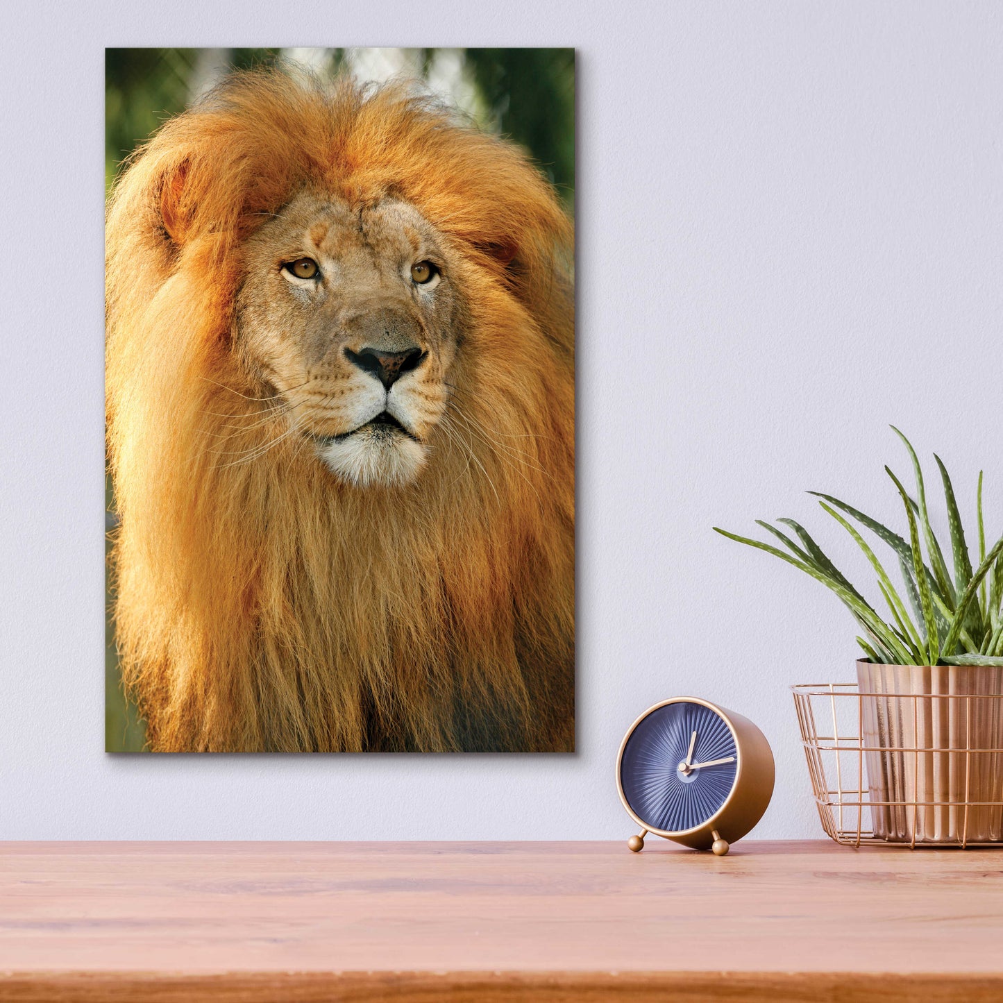 Epic Art 'Lion' by Mike Jones, Acrylic Glass Wall Art,12x16