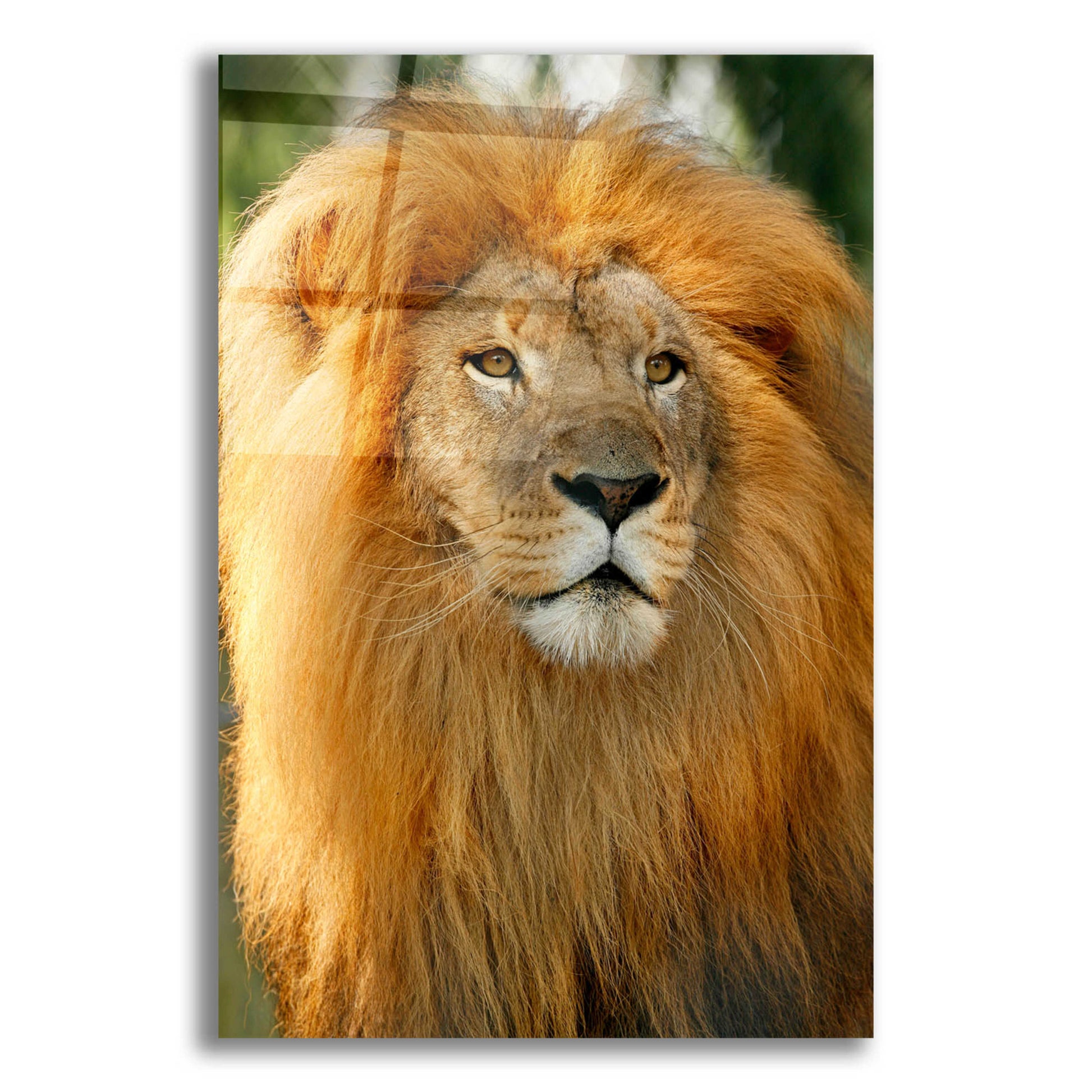 Epic Art 'Lion' by Mike Jones, Acrylic Glass Wall Art,12x16