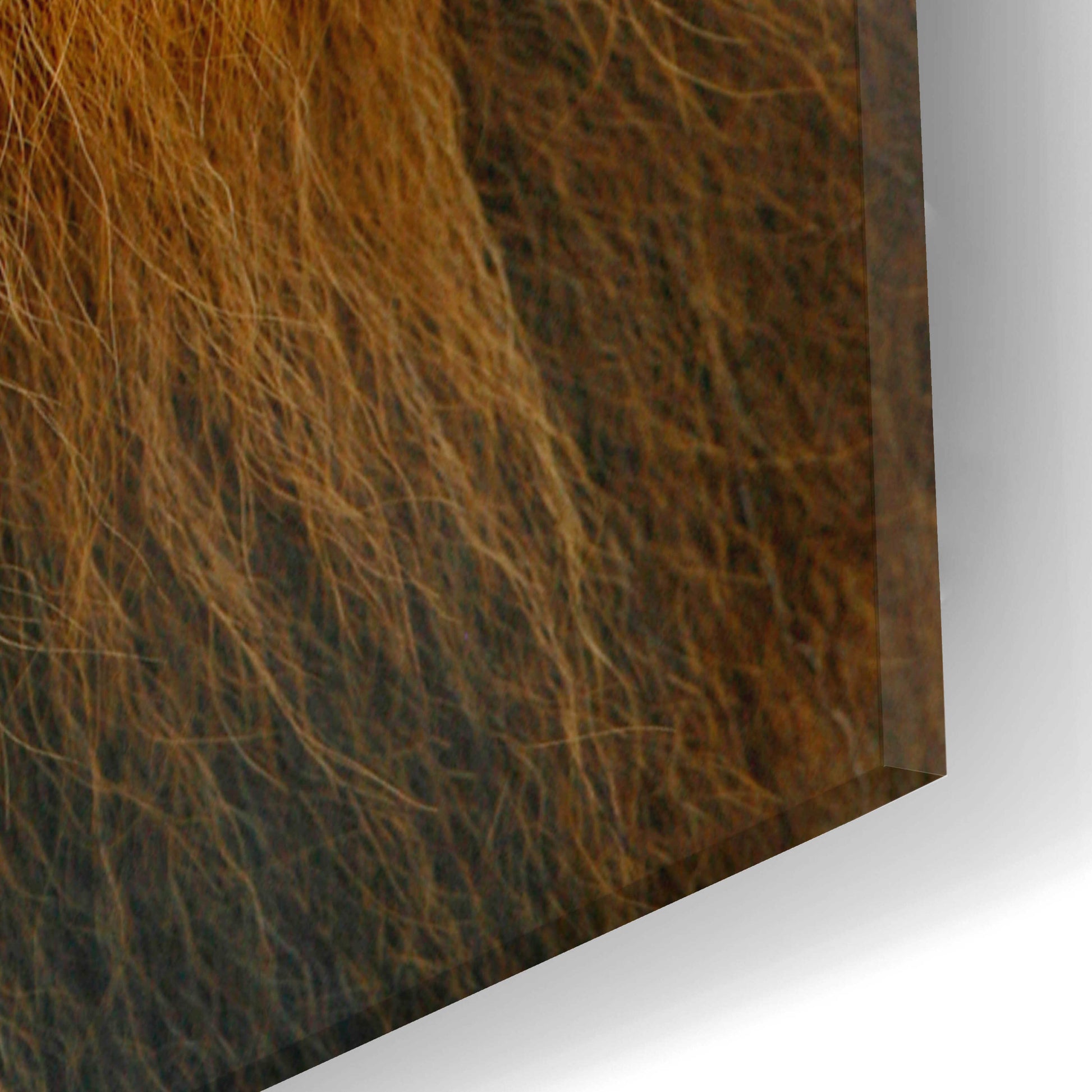 Epic Art 'Lion' by Mike Jones, Acrylic Glass Wall Art,16x24