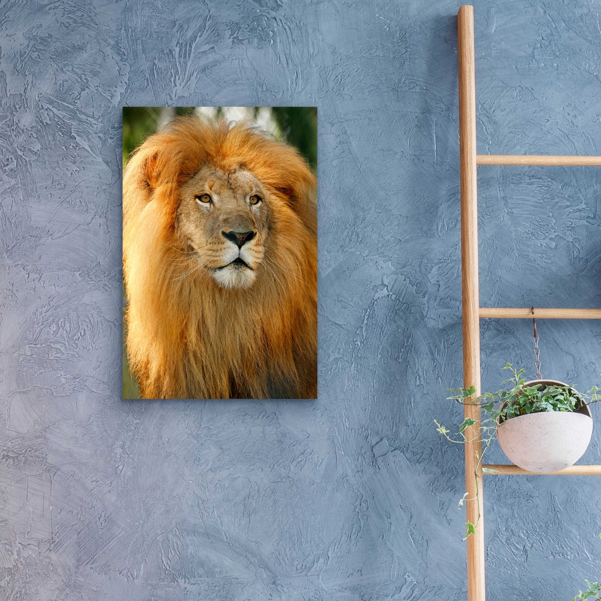 Epic Art 'Lion' by Mike Jones, Acrylic Glass Wall Art,16x24