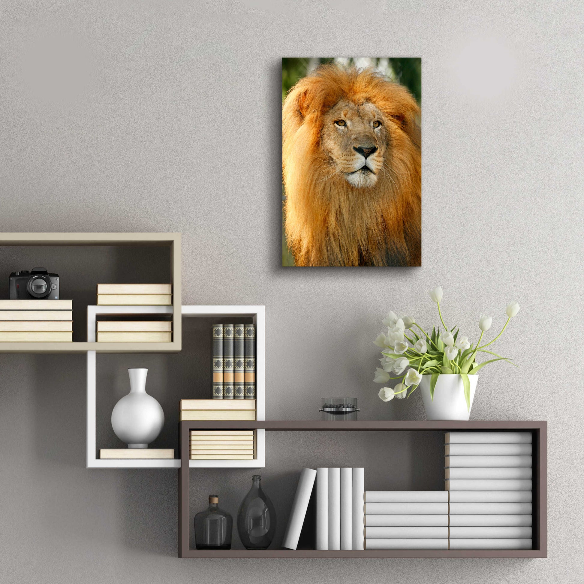 Epic Art 'Lion' by Mike Jones, Acrylic Glass Wall Art,16x24