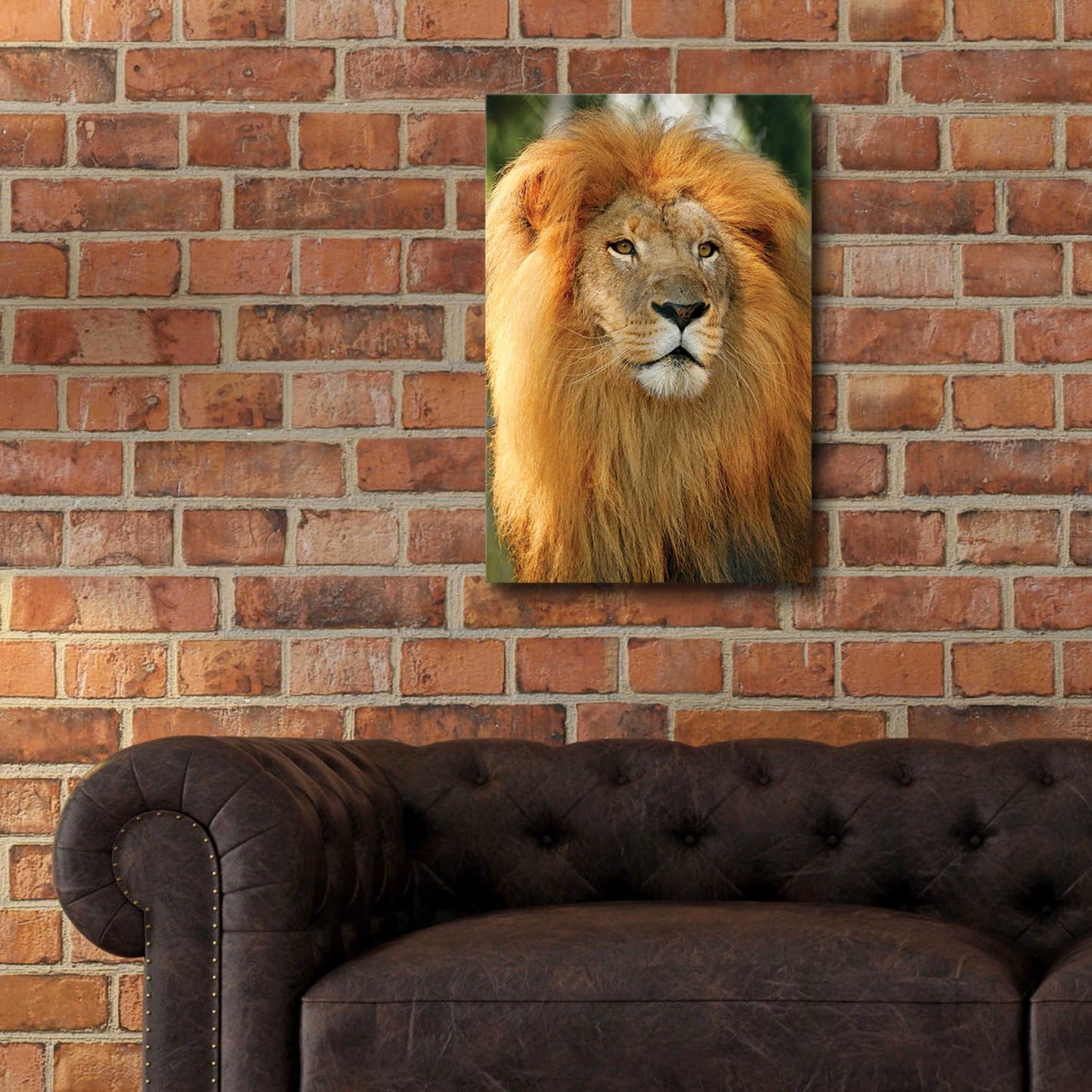 Epic Art 'Lion' by Mike Jones, Acrylic Glass Wall Art,16x24